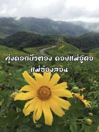 เหลืองอร่ามสุดตา ที่ทุ่งดอกบัวตอง ดอยแม่อูคอ