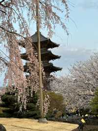 教王護國寺櫻花日與夜遊記