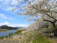ซากุระบานริมสายน้ำ ที่ Hinokinai River, Kakunodate