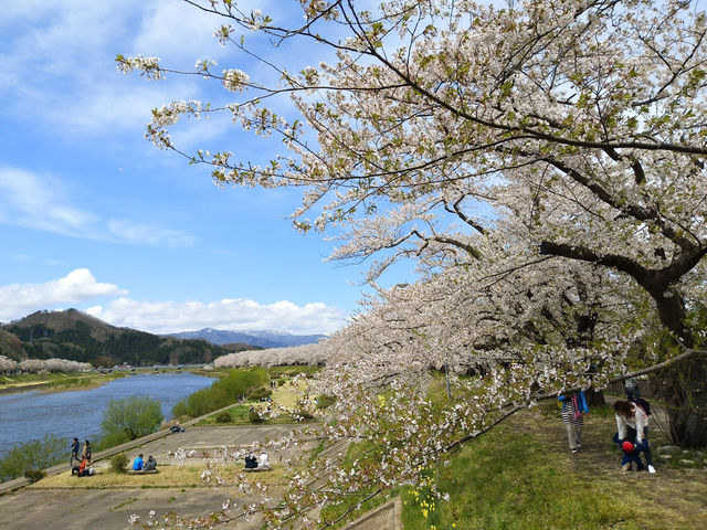 ซากุระบานริมสายน้ำ ที่ Hinokinai River, Kakunodate