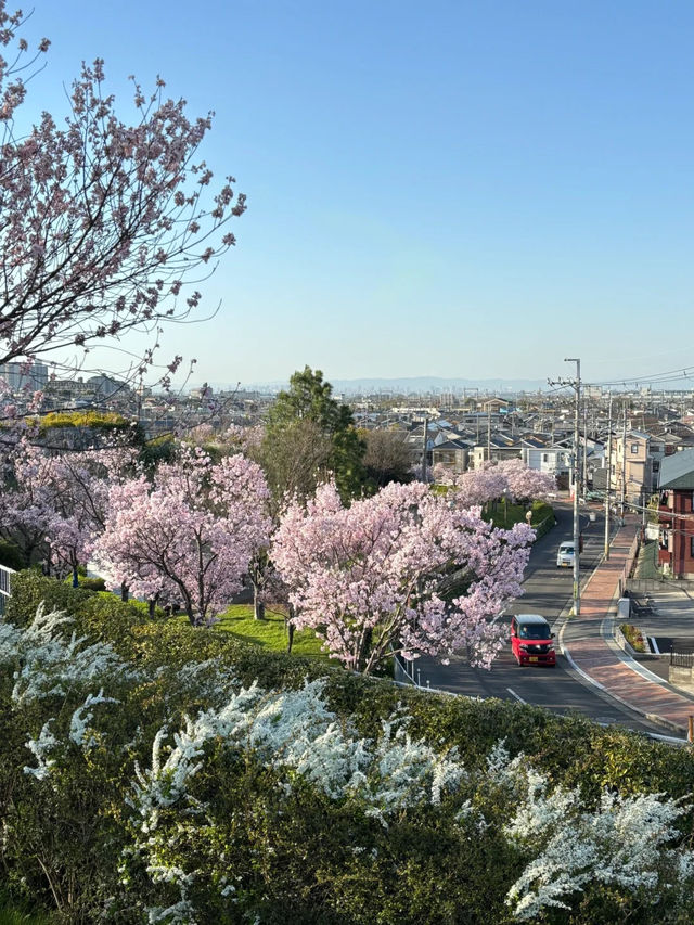 🇯🇵 大阪 | 冷門賞櫻地- 狹山池公園 🌸