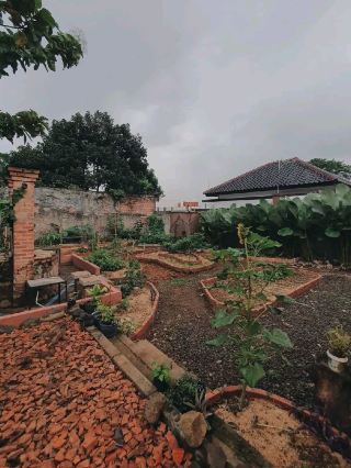 GEMASIH KOPI