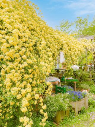A morning in Hadong Pyeongsa-ri full of yellow fragrant roses💛