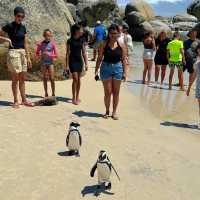แพลนเดินทางสู่ Boulder beach แอฟริกาใต้