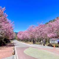 武陵農場櫻花季