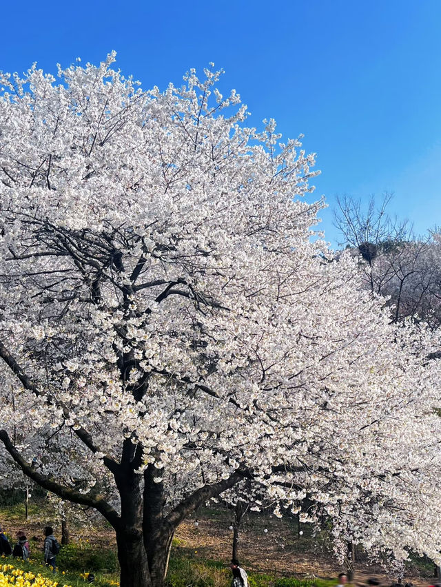 🌸 首爾櫻花狩獵：追尋春天最浪漫的粉色風暴！ ✨🌿 