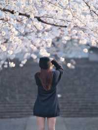 【埼玉】行かなきゃ損‼️駅近&穴場でエモさ溢れる桜撮影🌸📸※周辺観光情報付き