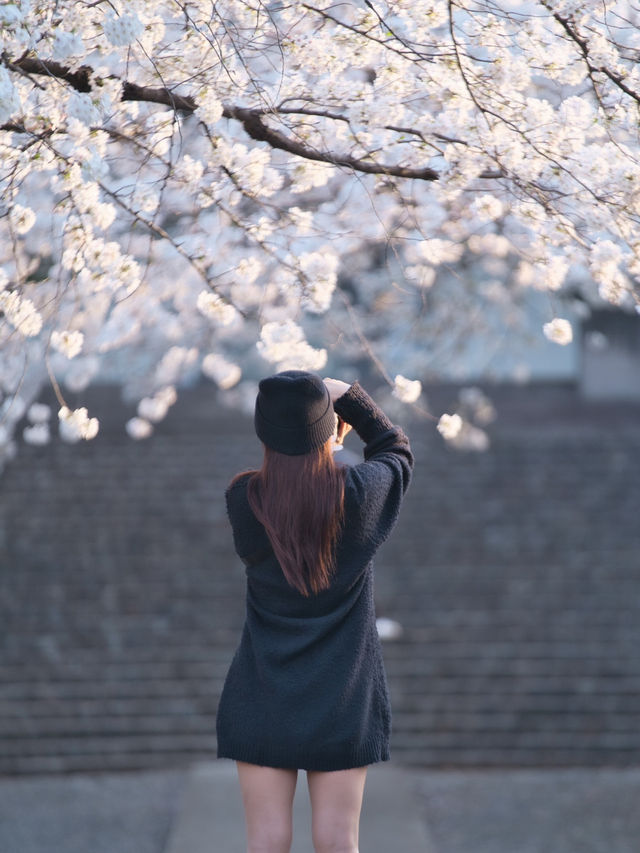 【埼玉】行かなきゃ損‼️駅近&穴場でエモさ溢れる桜撮影🌸📸※周辺観光情報付き
