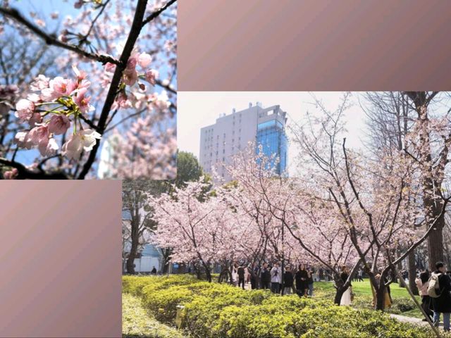 ชมซากุระฟรีได้ที่shanghai natural history museum 