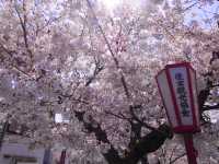 Chasing Sakura at Sumiyoshi Zakura Kawasaki