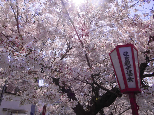 Chasing Sakura at Sumiyoshi Zakura Kawasaki