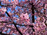 【京都府】早咲きの河津桜