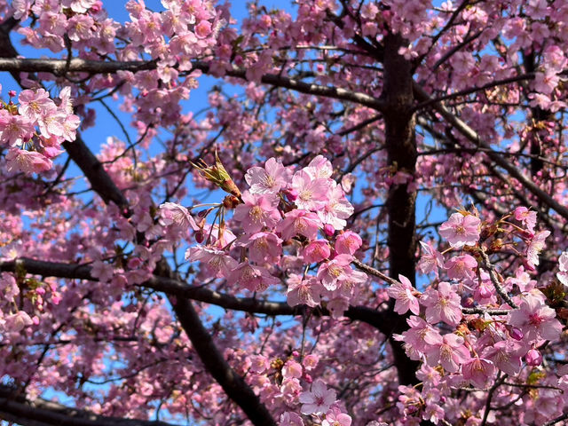 【京都府】早咲きの河津桜