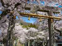 Chasing Sakura at Kawara Shrine