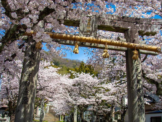 Chasing Sakura at Kawara Shrine