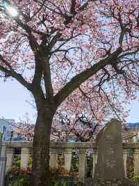 Chasing Sakura at Atami Castle