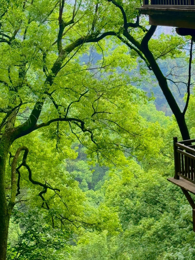  黃葛古道｜800年古道+森林氧吧｜人少景美免費