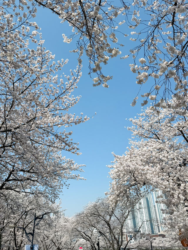 대구의 대표 봄여행 벚꽃 명소 이월드🎡🌸