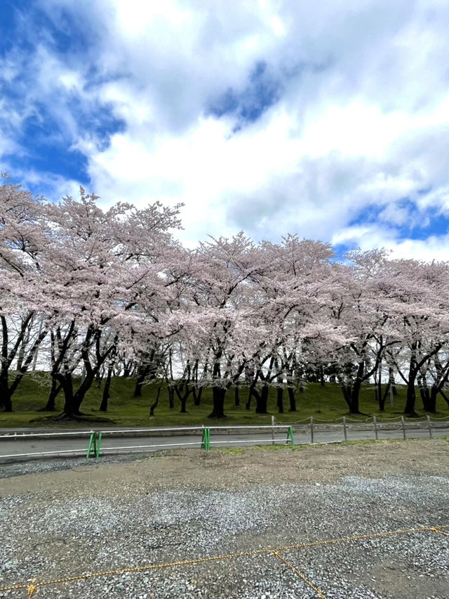 【山形×春旅】 お堀に映し出される桜が幻想的🥰