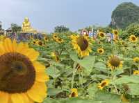 ชมดอกทานตะวัน ไหว้รูปเหมือนหลวงพ่อหมุน ตำบลพญาขัน