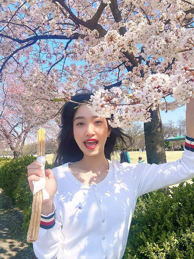 벚꽃 구경하기 좋은 곳!