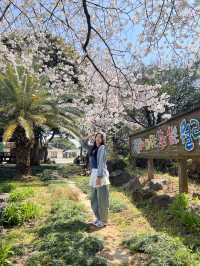 제주 숨겨진 벚꽃 스팟 찾으신다면 🌸