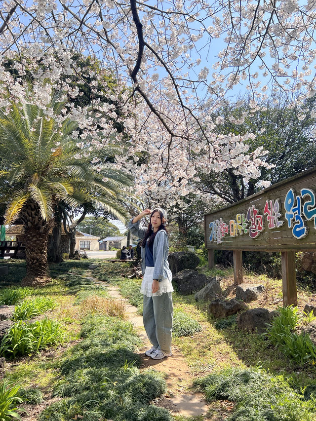 제주 숨겨진 벚꽃 스팟 찾으신다면 🌸