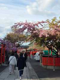 嵐山隱世賞樱秘境🌸車折神社⛩️