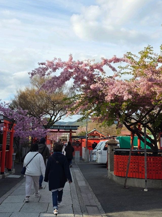 嵐山隱世賞樱秘境🌸車折神社⛩️