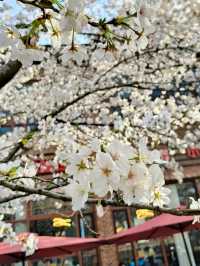 Spring Vibes at Thames Town, Songjiang Shanghai