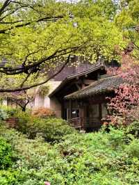 Tea Trails and Temple Tranquility: My Hangzhou Discovery
