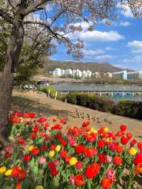 벚꽃과 튤립을 동시에 볼 수 있는 공원 추천🌸🌷