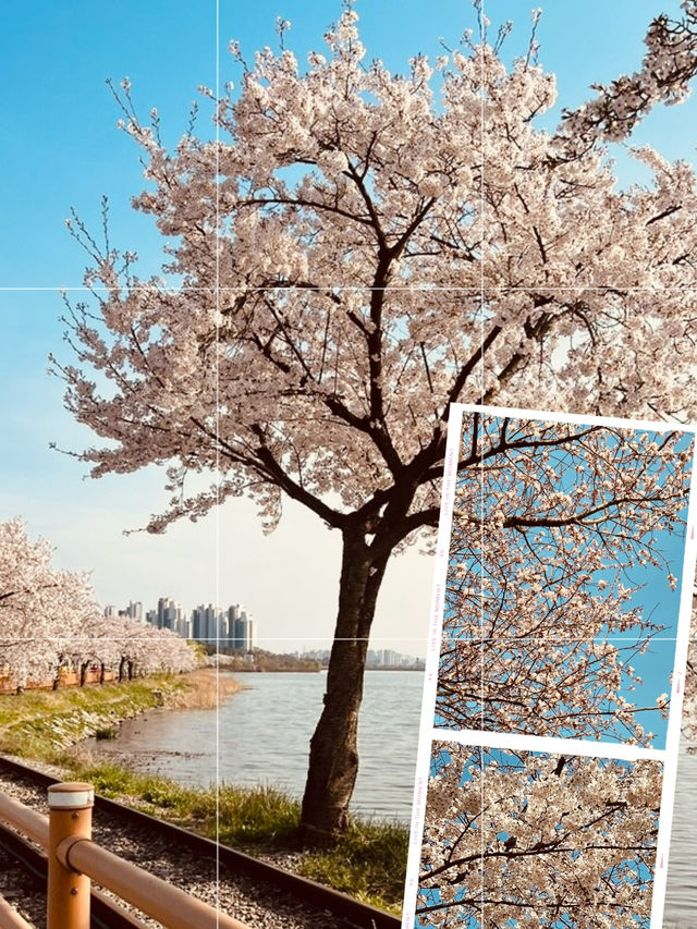 Pink Archway by the Water: Anyangcheon's Stunning Blossom Stroll
