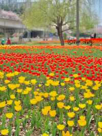 예쁜 튤립보며 데이트하기 🌷