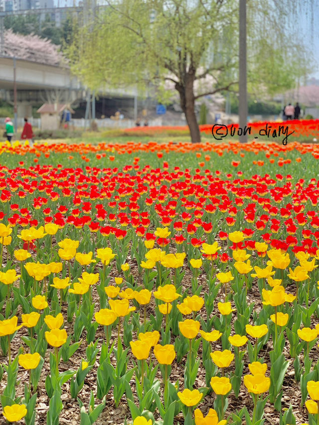 예쁜 튤립보며 데이트하기 🌷