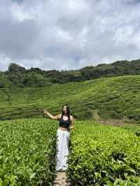 ไร่ชา BOH, Cameron Highland, มาเลเซีย