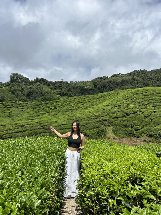 ไร่ชา BOH, Cameron Highland, มาเลเซีย