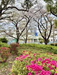 Chill Spring Vibes at Higashiazuma Park🌸