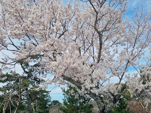 Nara Park, Japan - a Haven for Cherry Blossoms