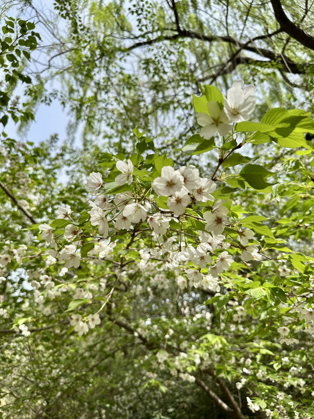 The Art of Hanfu and Cherry Blossoms: A Photographer’s Dream in Zhengzhou People’s Park