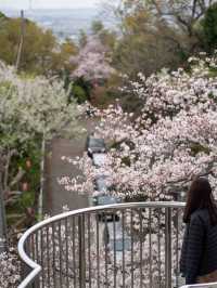 太田山公園で桜の美しさを堪能🌸