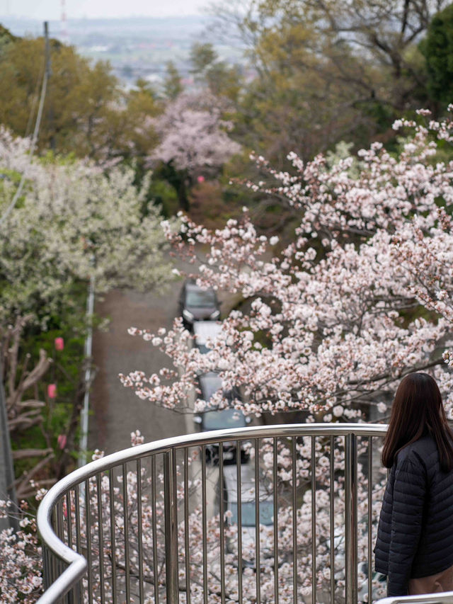 太田山公園で桜の美しさを堪能🌸
