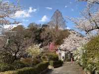 大阪近郊賞櫻，親子最愛的五月山公園