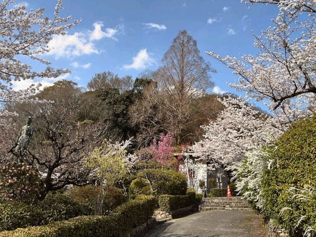 大阪近郊賞櫻，親子最愛的五月山公園