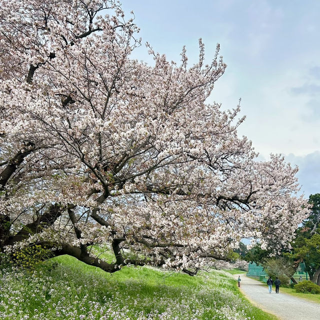 東風平運動公園棒球場•櫻花下的棒球夢