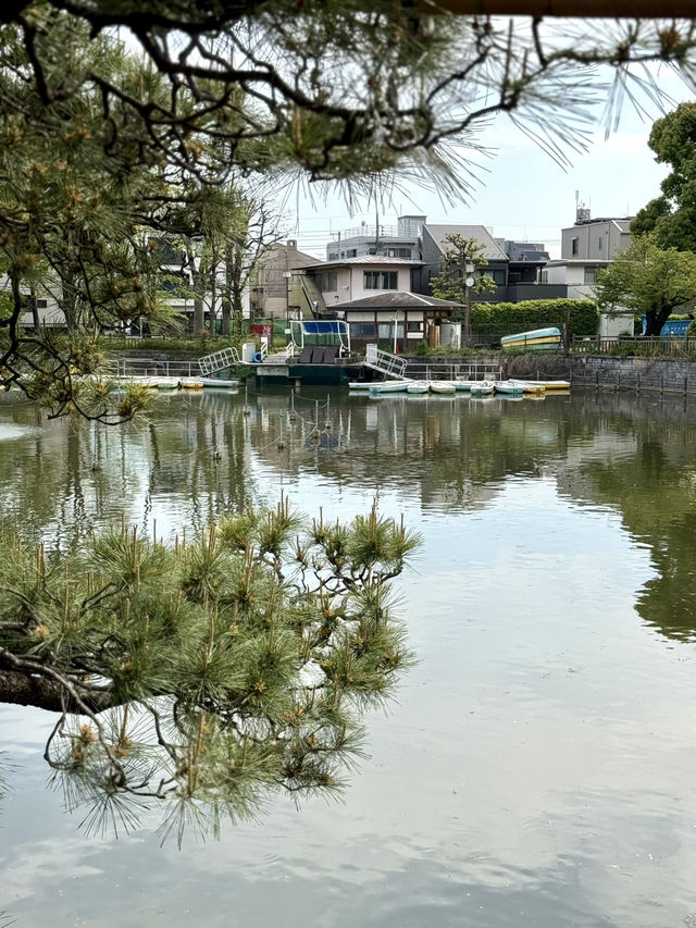 A Peaceful Spring Walk at Himonya Park🍃