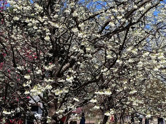 🌸** 中科崴立櫻花公園不僅擁有自然美景**🌸