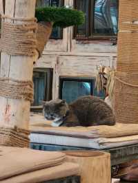 Caturday fuur cat lovers in downtown Bangkok
