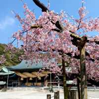 Miyajidake Shrine Cherry Blossoms– Fukuoka’s Sunset Sakura Spectacle