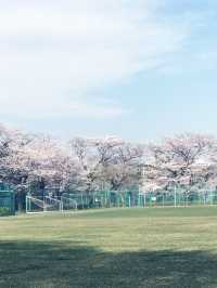【東京　文京区関口　関口カトリック教会　東京カテドラル聖マリア大聖堂への巡礼】